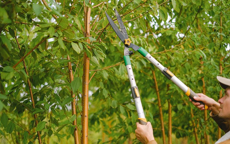 Tree trimming in Cotton Valley, LA