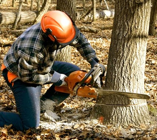 Tree Removal in Cotton Valley, LA